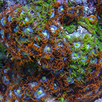 Colony Polyp, Multicolored